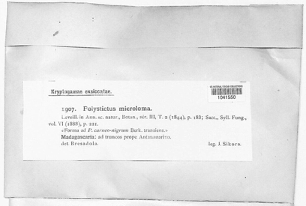 Polystictus microloma image